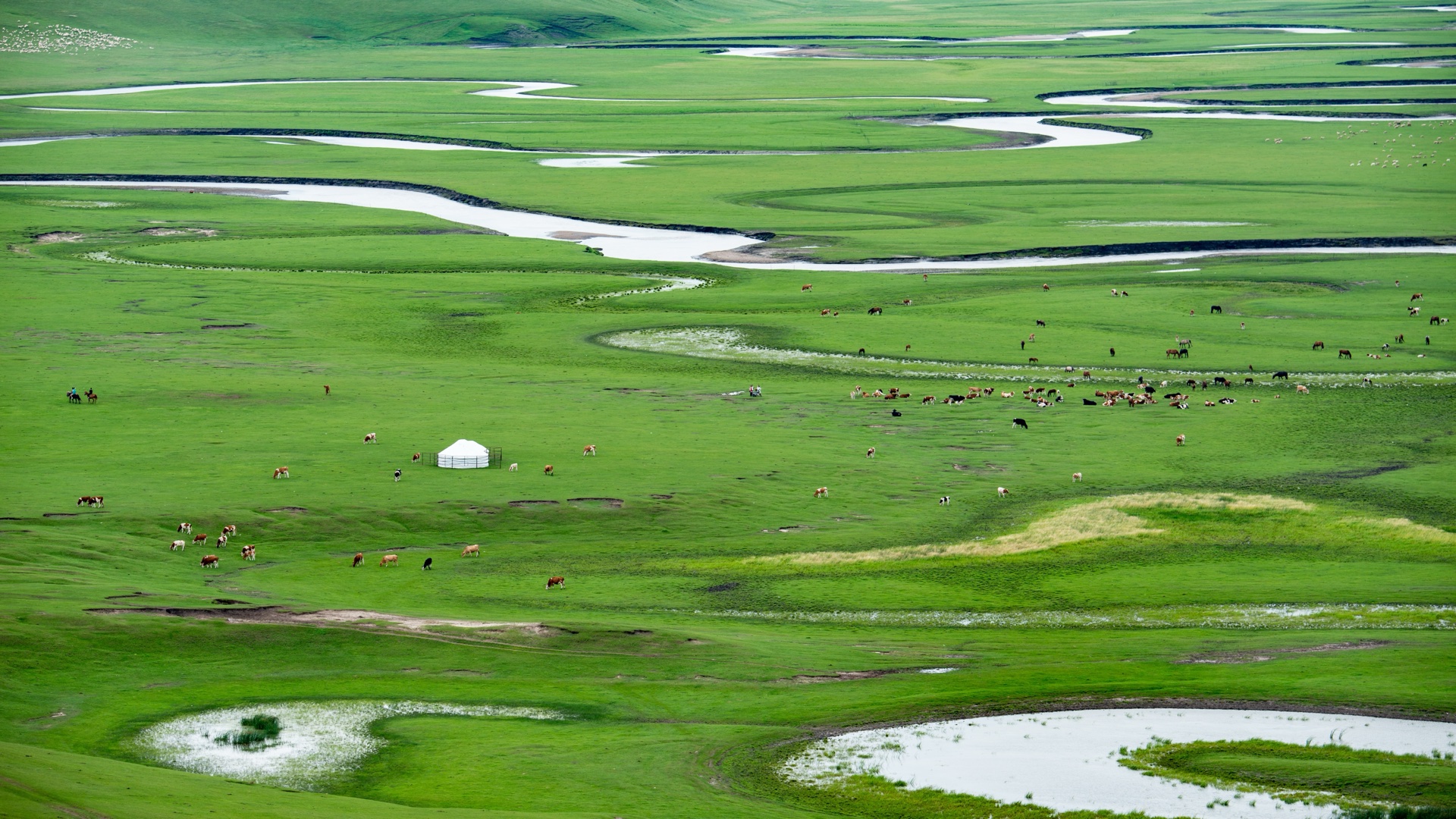 夏季草原蒙古包莫日格勒河全景